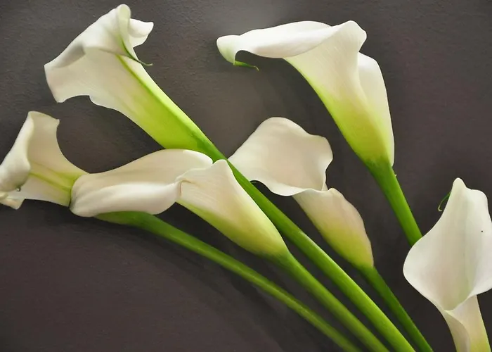 里尔a区 - 城市别墅公寓