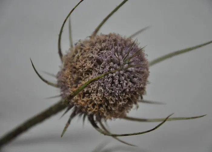 公寓 里尔a区 - 城市别墅公寓